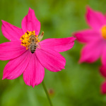 Pink Flower with Bee